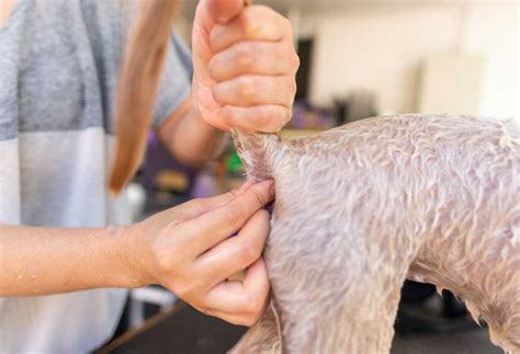 How to express dog's glands externally - Dog anal gland issues are unfortunately a common concern for many pet owners. While these glands naturally express fluid during defecation, some dogs can experience impaction, infections, or abscesses. In extreme cases, surgical removal, or anal sacculectomy, might be necessary. This article delves deep into the cost implications of …